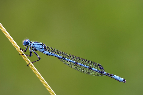 šidielko obyčajné Coenagrion puella