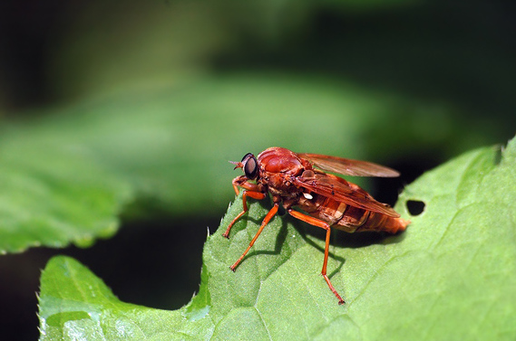 drevárka Coenomyia ferruginea