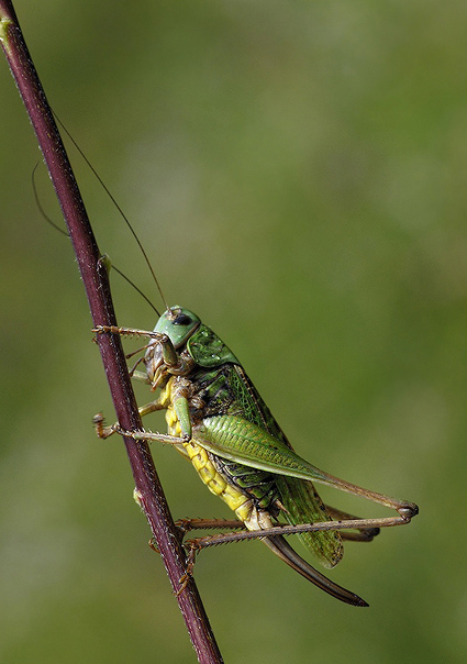 kobylka hryzavá Decticus verrucivorus