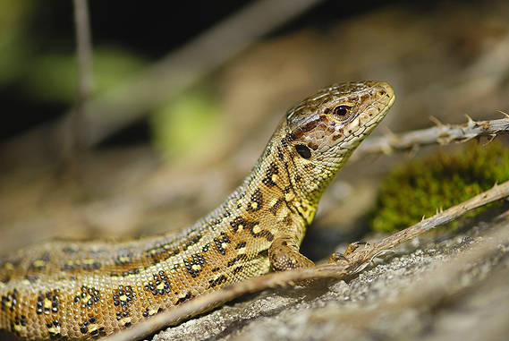 jašterica krátkohlavá Lacerta agilis