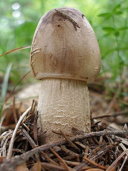 bedľa vysoká Macrolepiota procera (Scop.) Singer