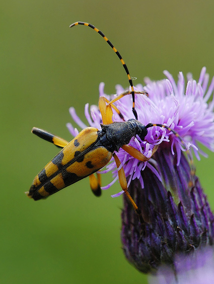 fuzáč škvrnitý Strangalia maculata, novÅ¡ie Rutpela maculata