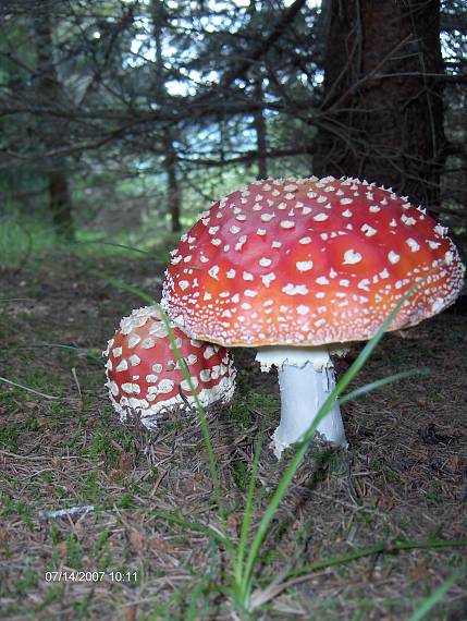 muchotrávka červená Amanita muscaria (L.) Lam.