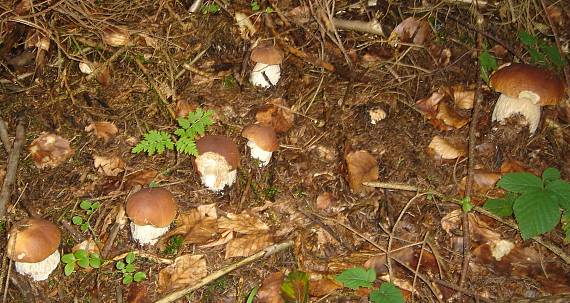 hríb smrekový Boletus edulis Bull.