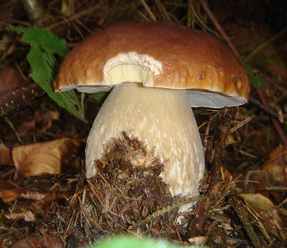 hríb smrekový Boletus edulis Bull.