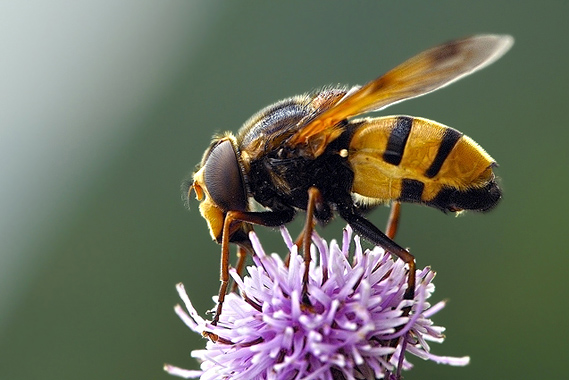 pestrica širokopruhovaná Eupeodes latifasciatus, inak aj Metasyrphus latifasciatus