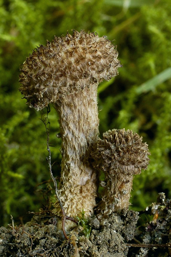 vláknica štetinatá Inocybe hystrix (Fr.) P. Karst.