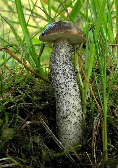 kozák brezový Leccinum scabrum (Bull.) Gray