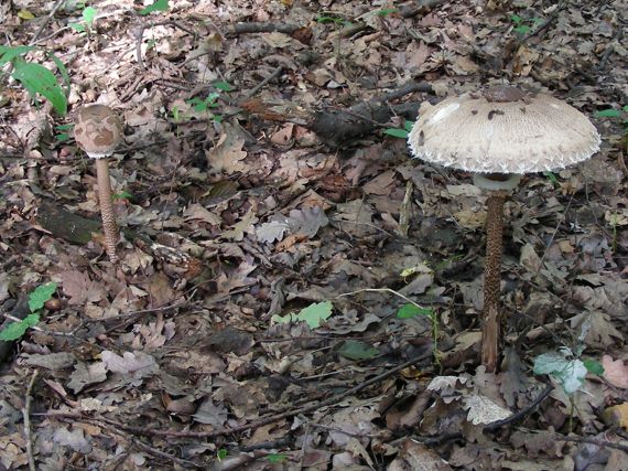 bedľa vysoká Macrolepiota procera (Scop.) Singer