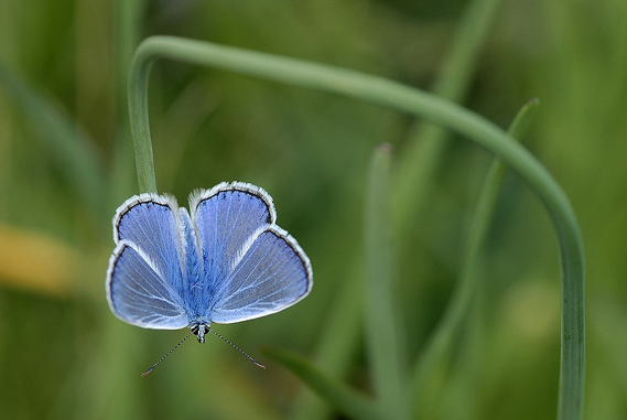 modráčik ďatelinový Polyommatus bellargus