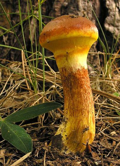 masliak smrekovcový Suillus grevillei (Klotzsch) Singer