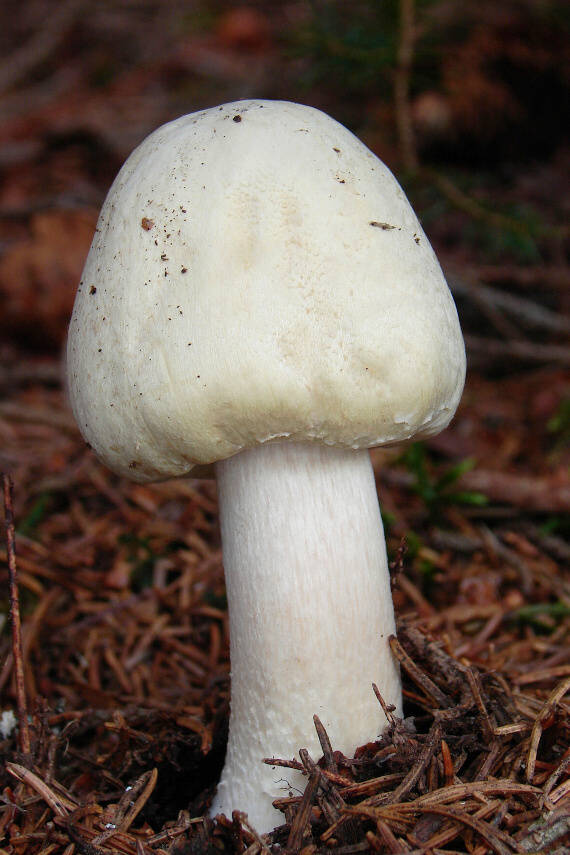 pečiarka hájová Agaricus sylvicola (Vittad.) Peck