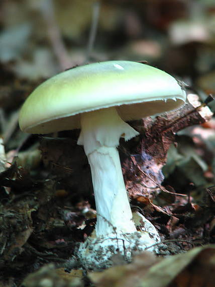 muchotrávka zelená Amanita phalloides (Vaill. ex Fr.) Link