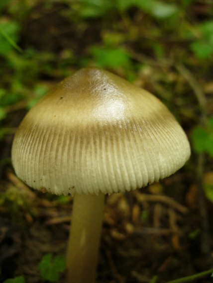 muchotrávka Amanita sp.