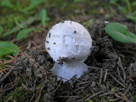 muchotrávka šiškovitá Amanita strobiliformis Gonn. & Rabenh.