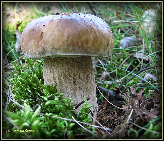 hřib smrkový Boletus edulis Bull.