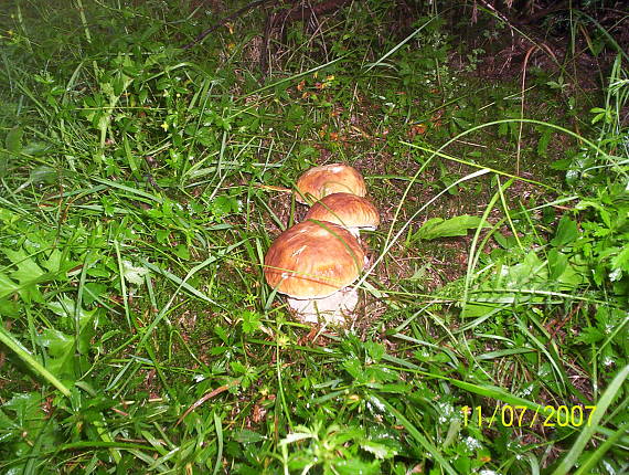 hríb smrekový Boletus edulis Bull.