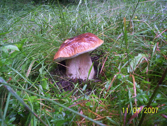 hríb smrekový Boletus edulis Bull.