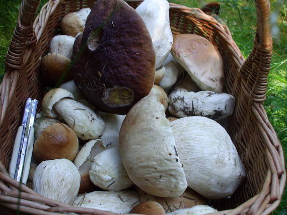 hríb smrekový Boletus edulis