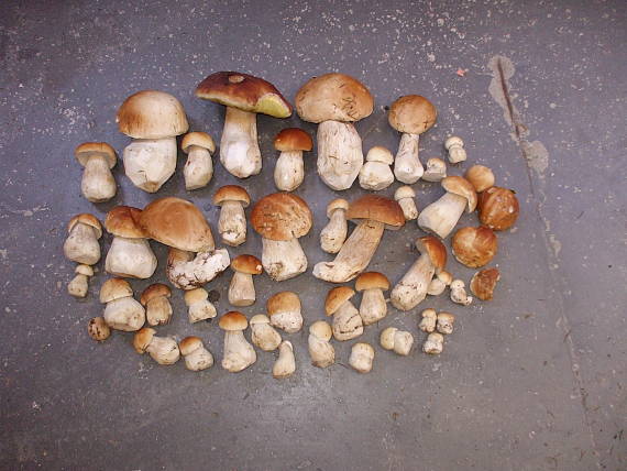 hríb smrekový Boletus edulis