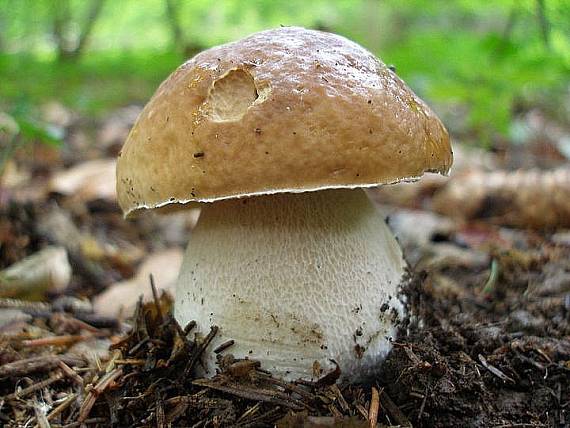 hríb smrekový Boletus edulis Bull.