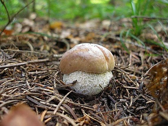 hríb smrekový Boletus edulis Bull.