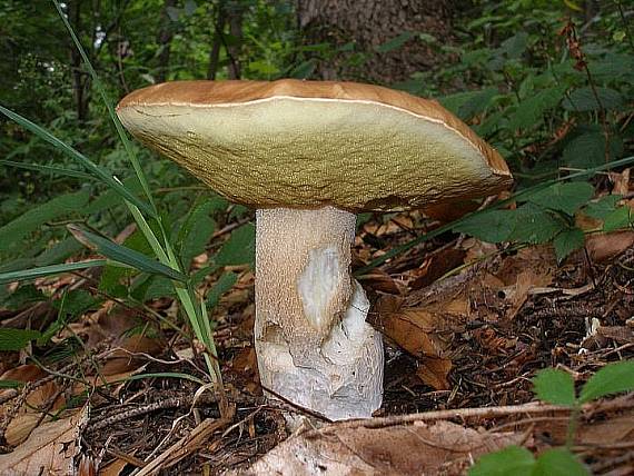 hríb smrekový Boletus edulis Bull.