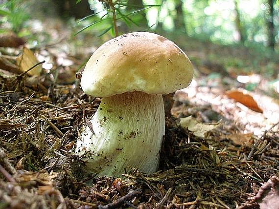 hríb smrekový Boletus edulis Bull.