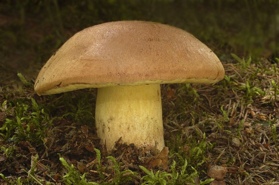 hríb horský Butyriboletus subappendiculatus (Dermek, Lazebn. & J. Veselský) D. Arora & J.L. Frank