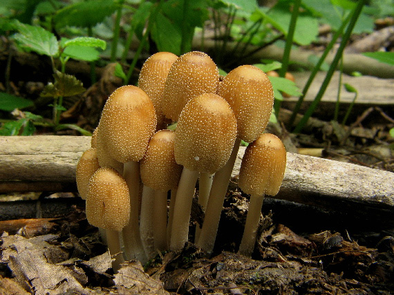 hnojník Coprinus sp.