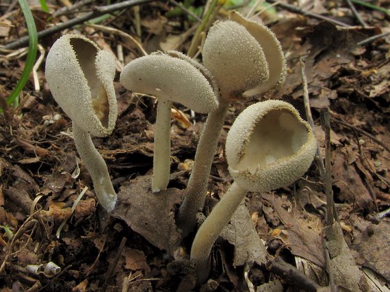 chriapač Helvella sp.