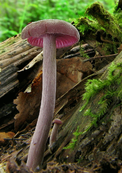 lakovka ametystová Laccaria amethystina (Huds.) Cooke