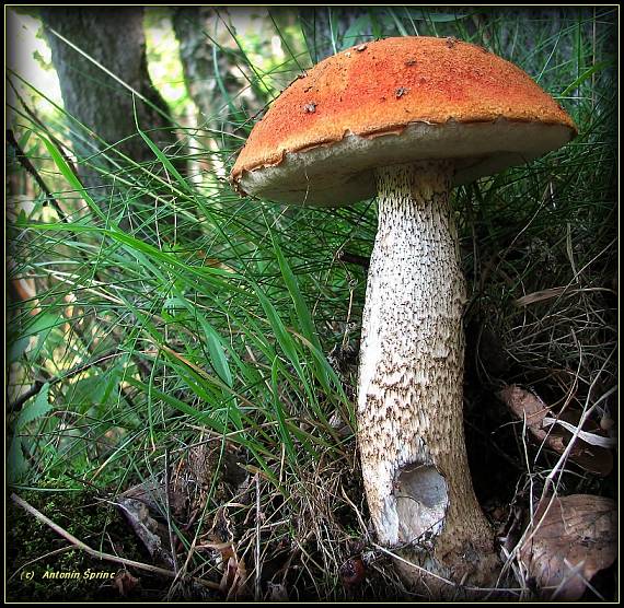 křemenáč osikový Leccinum aurantiacum (Bull.) Gray