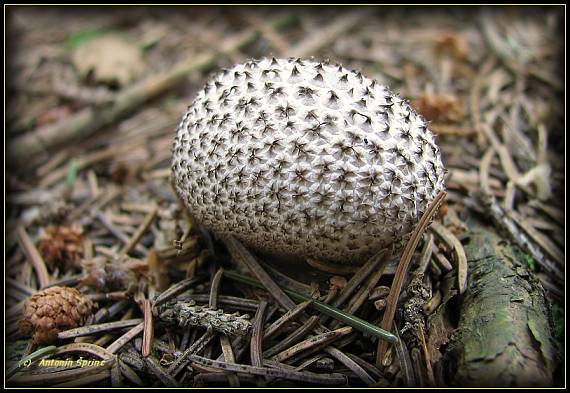 pýchavka huňatá Lycoperdon umbrinum Hornem.