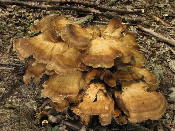 vejárovec obrovský Meripilus giganteus (Pers.) P. Karst.