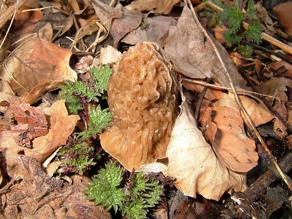 smrčok Morchella sp.