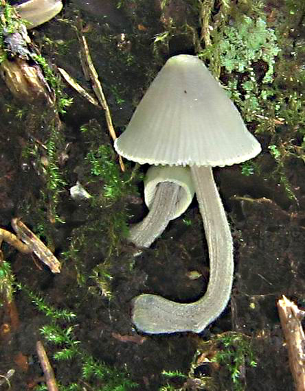 prilbička Mycena sp.