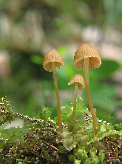 prilbička Mycena sp.