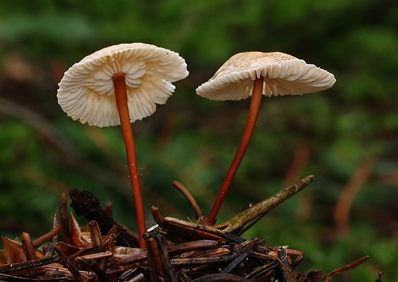 tanečnica orešcová Mycetinis scorodonius (Fr.) A.W. Wilson & Desjardin