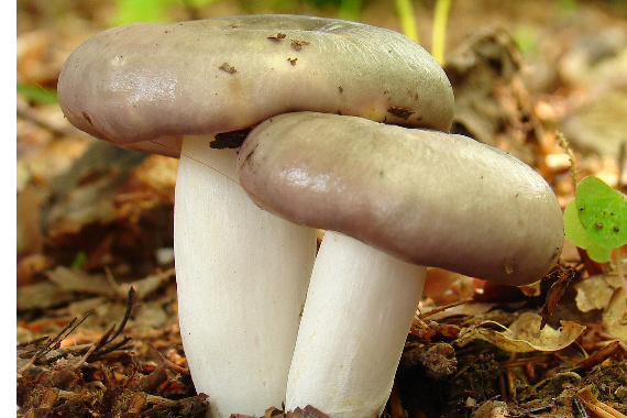 plávka Russula sp.