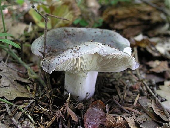 plávka Russula sp.