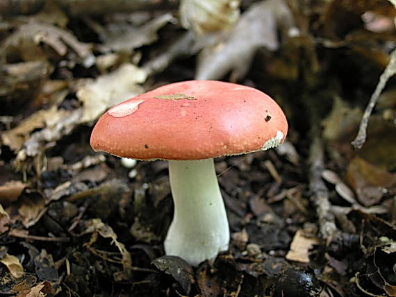 plávka Russula sp.