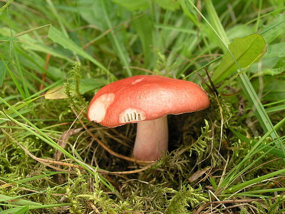 plávka Russula sp.