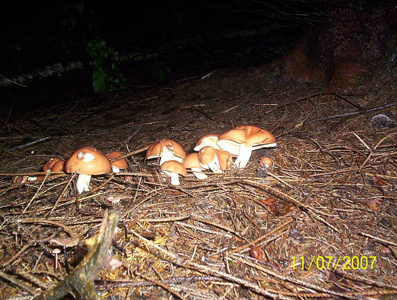 masliak smrekovcový Suillus grevillei (Klotzsch) Singer