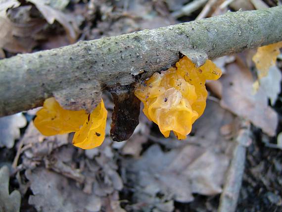 rôsolovka zlatožltá Tremella mesenterica Retz.