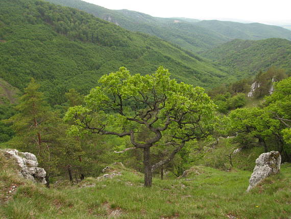 pod Rokošom