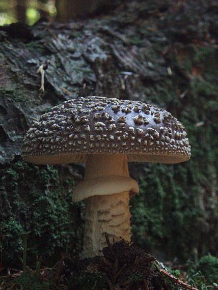 muchotrávka Amanita sp.