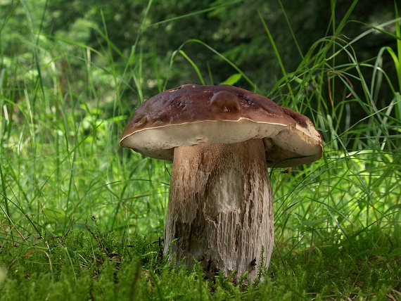 hríb smrekový Boletus edulis Bull.