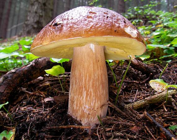 hríb smrekový Boletus edulis Bull.