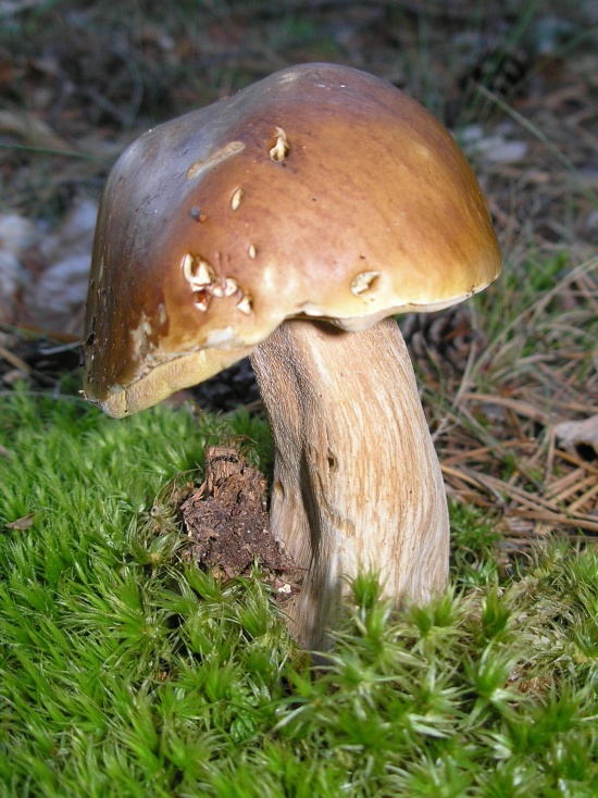 hríb dubový Boletus reticulatus Schaeff.